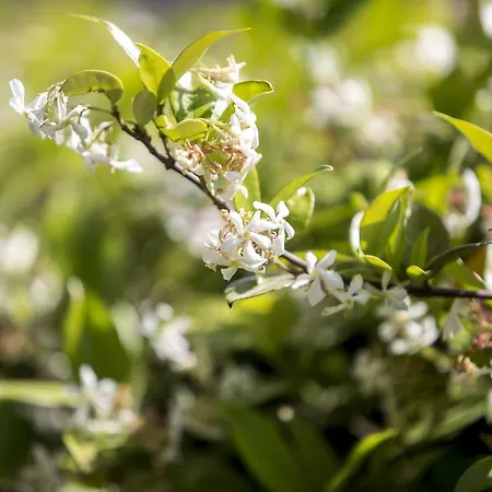 Apartmán Jasmine Luxury PalaiónTsiflíkion