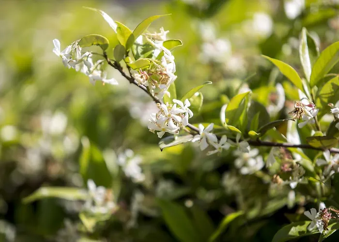 公寓 Jasmine Luxury PalaiónTsiflíkion